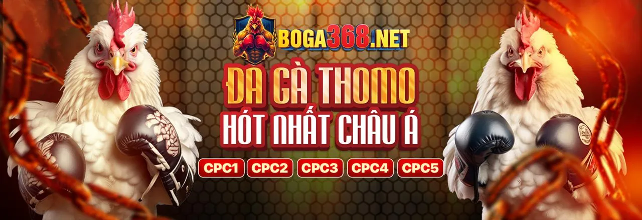 Đấu trường đá gà trực tuyến sôi động tại KC6 nhà cái
